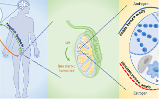深圳中山临床科研速递：免疫代谢对男性生殖的影响