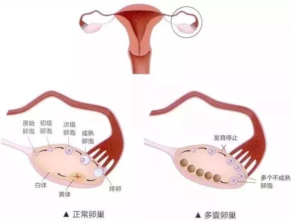 ѳۺԹӤɹǶ